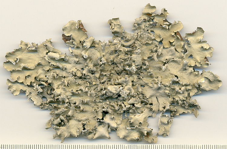 Parmotrema amaniense from Brazil, Paraná, Guaraqueçaba leg. C.G. Donha 1212 (UPCB)